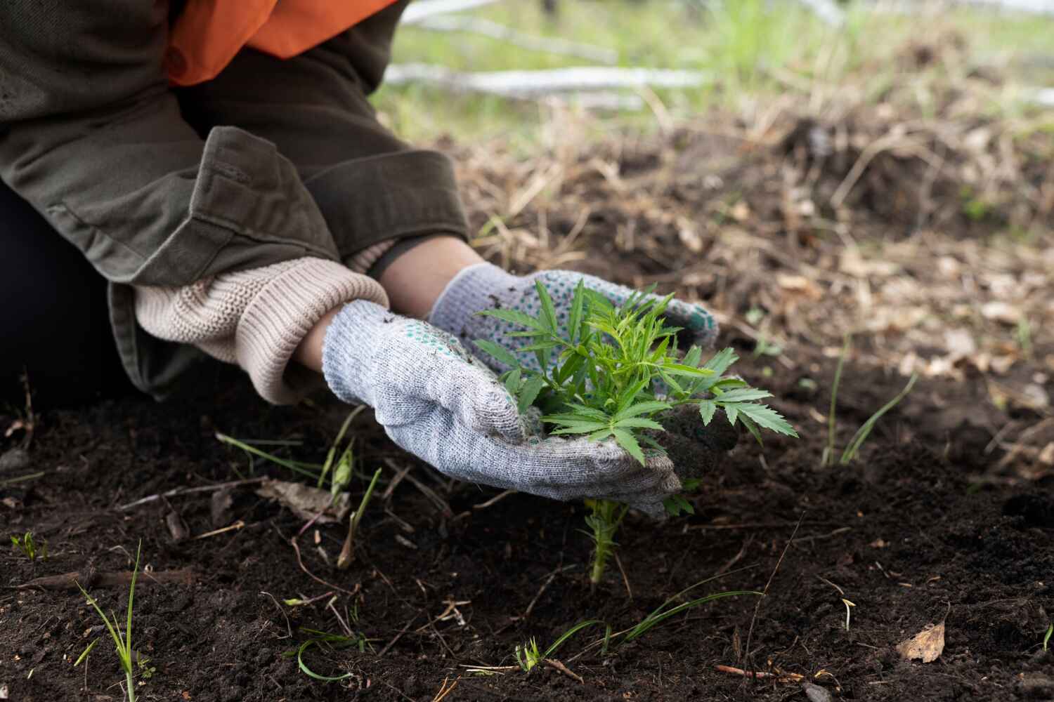 Trusted Blue Ridge, TX Tree Service Experts